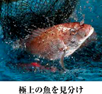 極上の魚を見分け