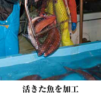 活きた魚を加工