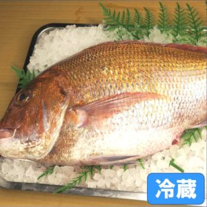 玄界灘産 活〆天然真鯛 大サイズ 1尾（４kg前後）