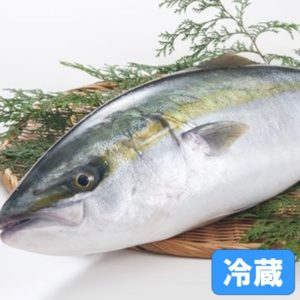 玄界灘産 活〆天然 寒ブリ・嫁ブリ １本 8kg前後