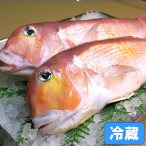 玄界灘産天然甘鯛（ぐじ）大サイズ 2尾